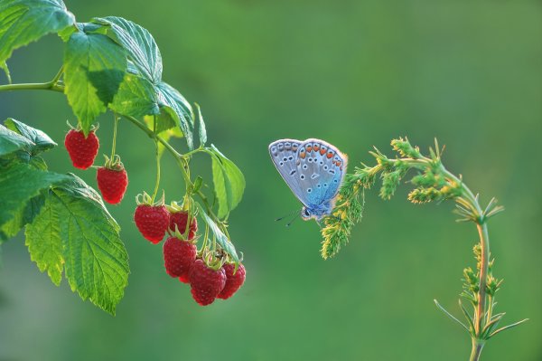 Картинки на рабочий стол клубника