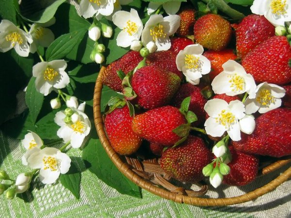 Деревня земляника