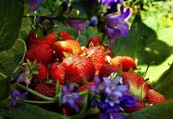 Малина куст