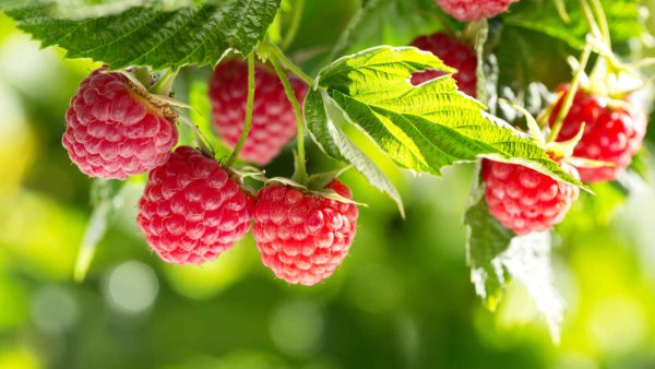 Малина у реки