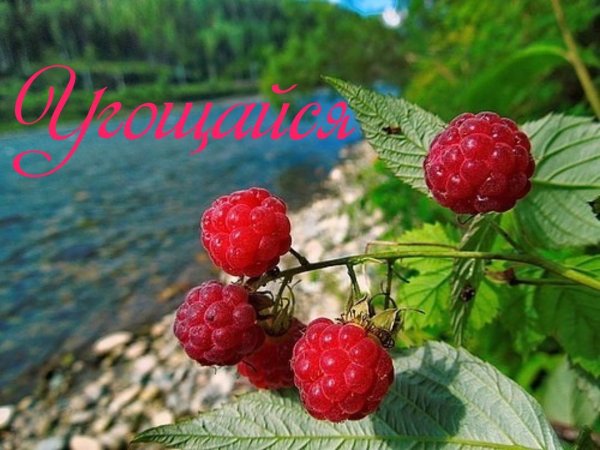 Дачные ягоды