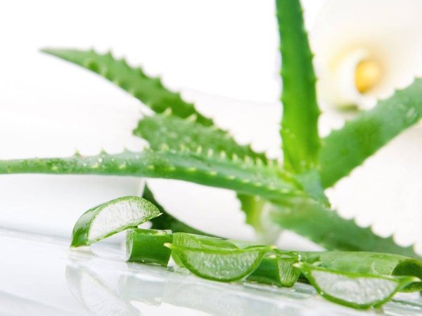 Aloe Vera Fresh