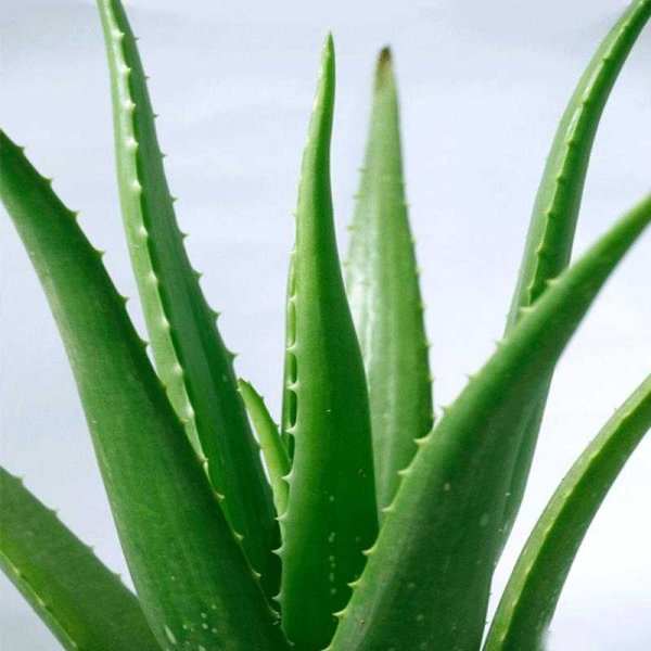Алоэ Вера Aloe Vera