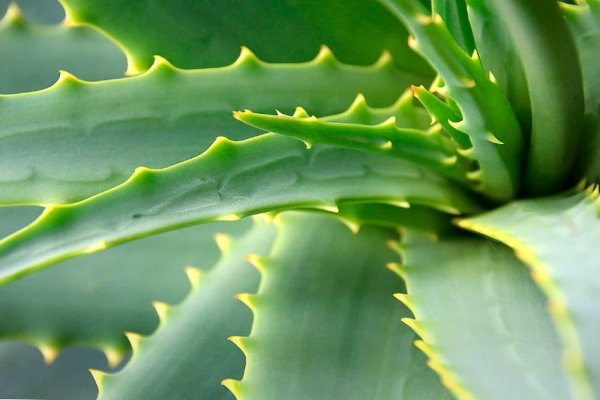 Алоэ столетник