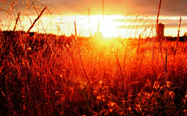 Красный закат над полем