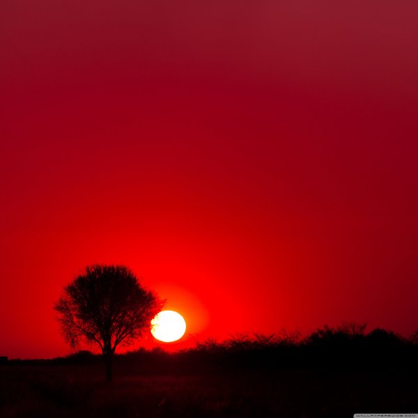 Алоэ Вера Besta