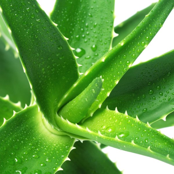 Красный закат и трава