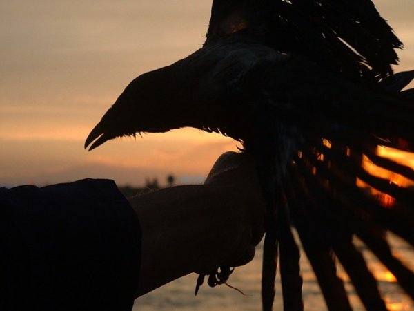Ворон на закате