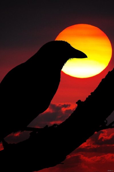 Ворон на фоне солнца