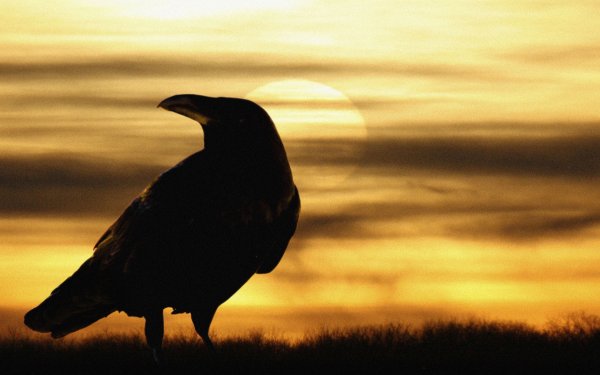 Ворон обыкновенный
