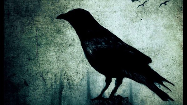 Ворона на аву