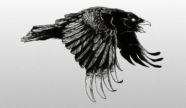 Ворон эскиз