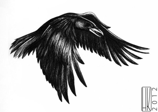Ворон эскиз