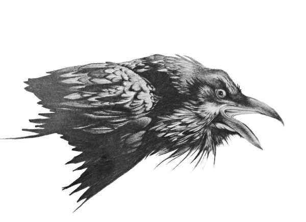 Ворон эскиз