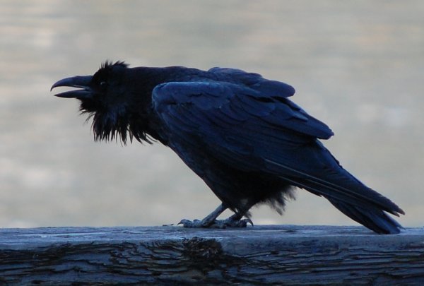 Боевой ворон