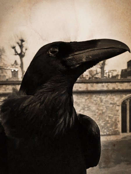 Полнолуние ворона