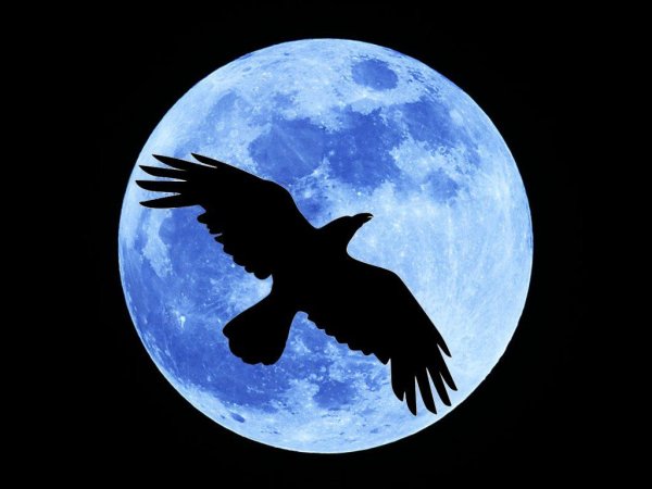 Ворон на фоне Луны