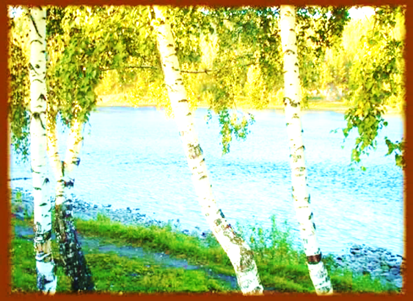 Лес речка солнце