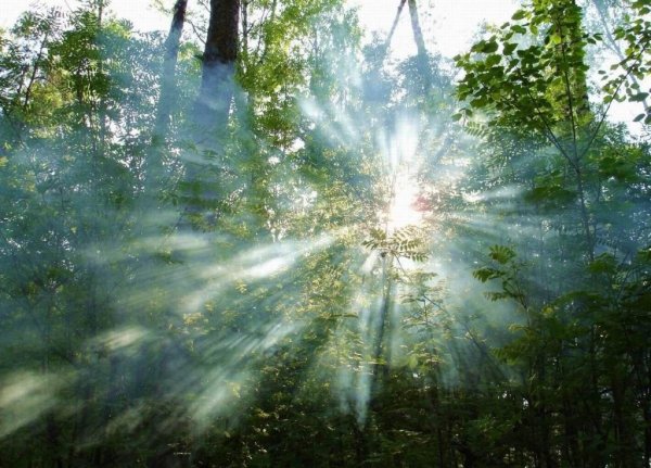 Солнечные блики на траве