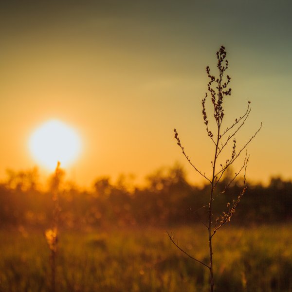 Эстетичное солнце