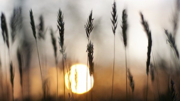 Солнечная Эстетика