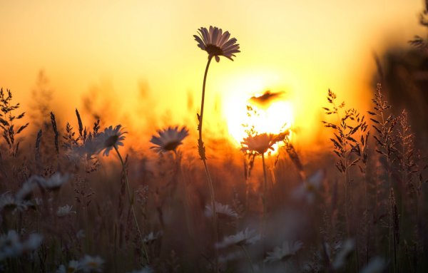 Солнце Эстетика