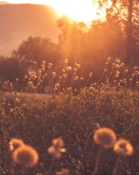 Эстетика природы оранжевый