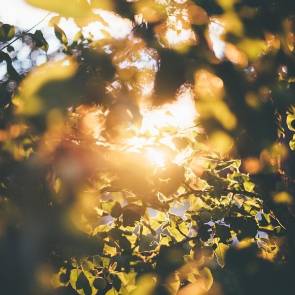 Лето Подсолнухи