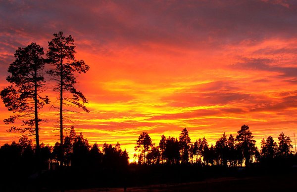 В столетнем мраке черной ели Бунин