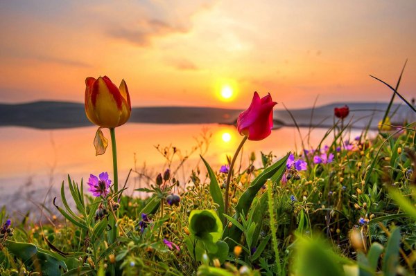 Крым тюльпаны Кояшского озера