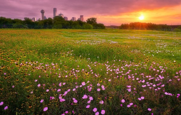 Поляна солнце цветы