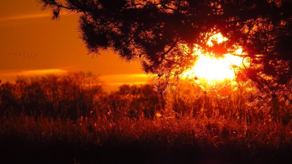 Закат в лесу