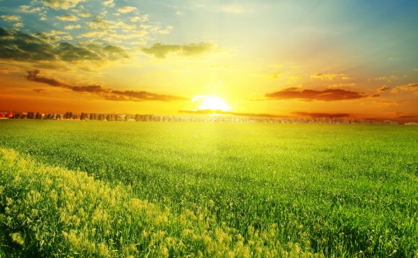 Яркое солнце в поле