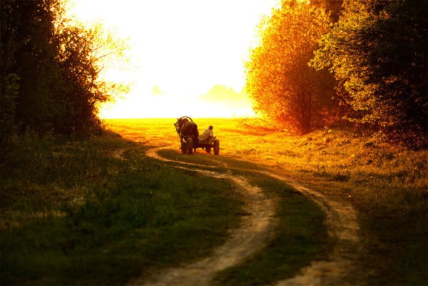 Повозка в поле