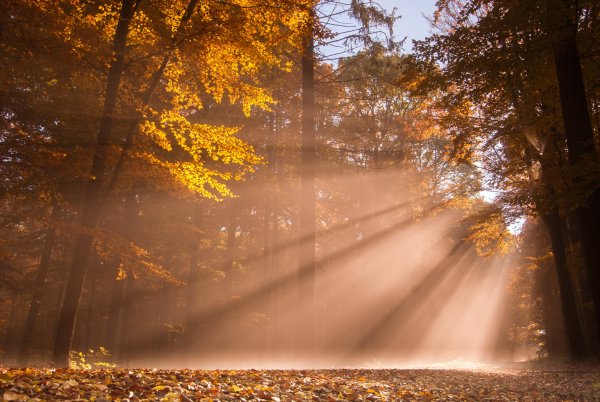 Лучи солнца осенью
