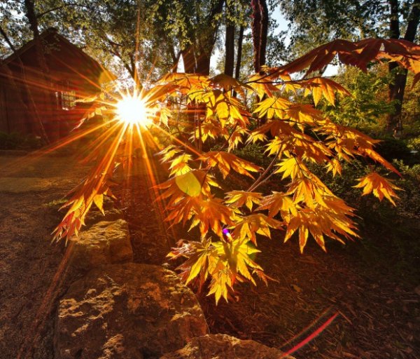 Осень листья солнце