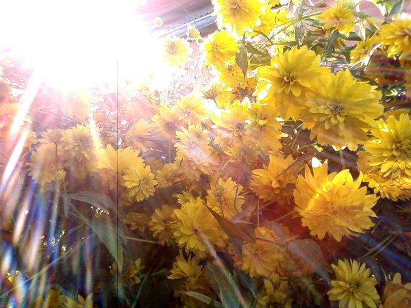 Рассвет лучи солнца