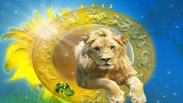 Лев на солнышке