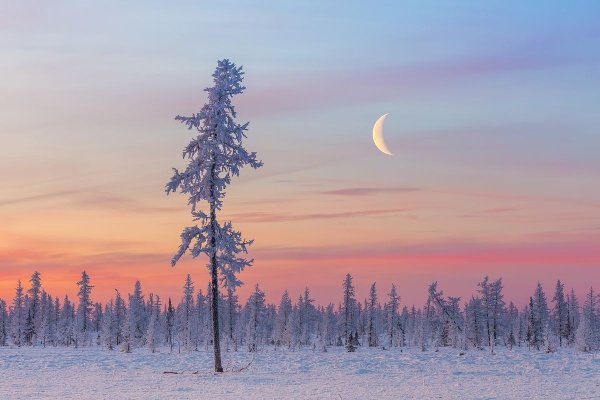 Тундра Ненецкий автономный округ