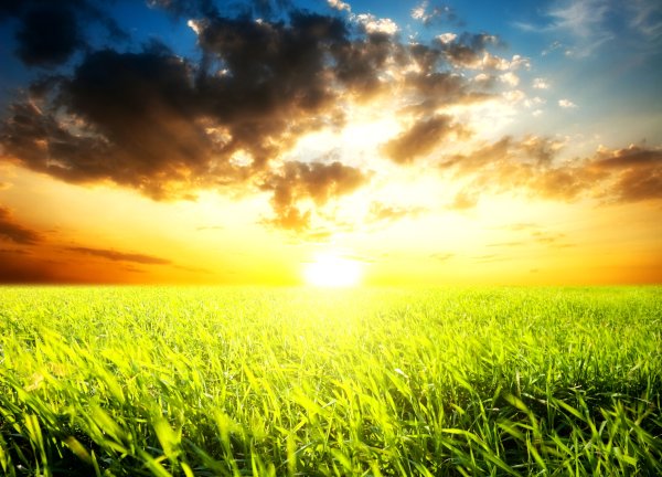 Фон поле солнце