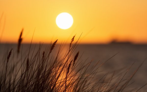 Трава на рассвете