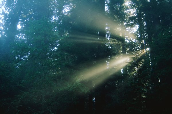 В Луче света