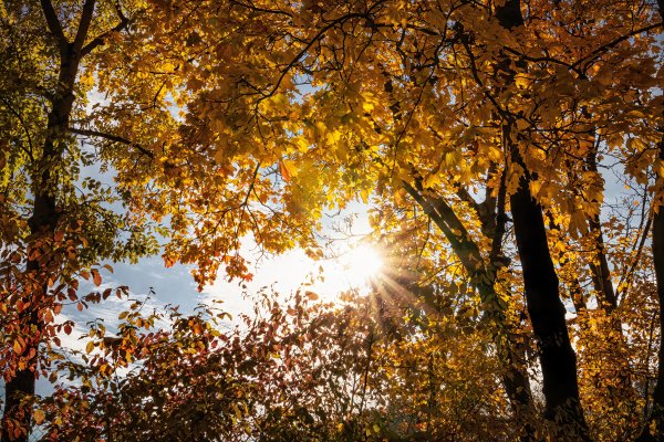 Осеннее утро