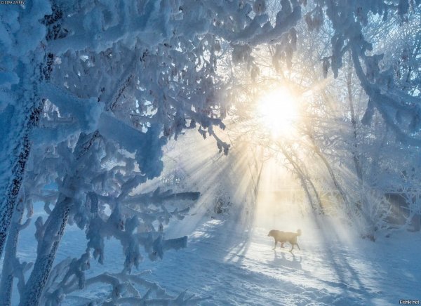 Мороз и солнце утро