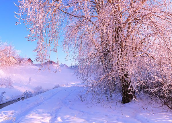 Морозный Солнечный день