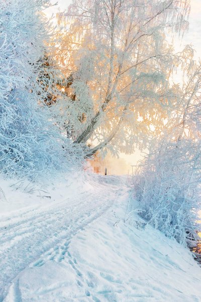 Морозный день