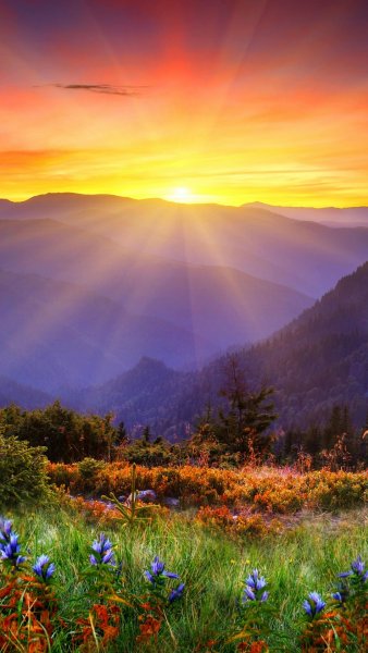 Солнечный цветок