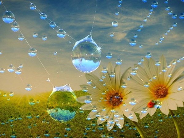 Утренняя роса природа
