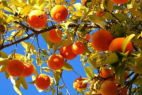 Мандарин листопадное дерево