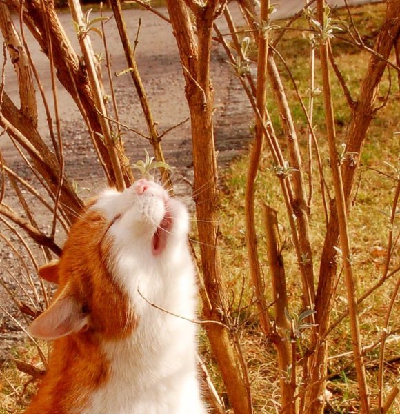 Рыжий кот на счастье